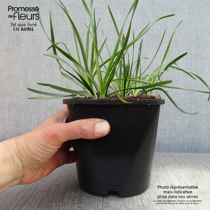 Allium Lisa Green - Ajo decorativo Maceta 2L/3L Ejemplar entregado en la primavera