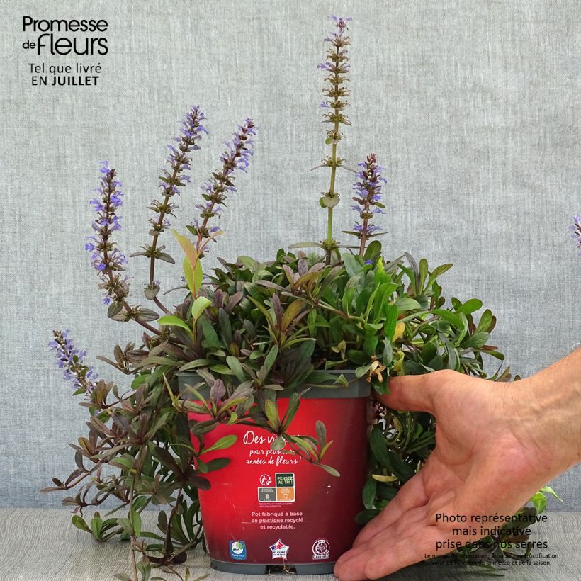 Ejemplar de Ajuga Noble Nightingale - Búgula Maceta 2L/3L entregado en verano