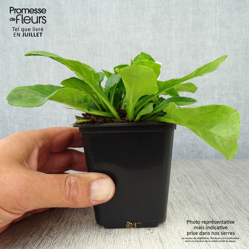 Ejemplar de Ajuga reptans Alba Maceta de 7/8 cm entregado en verano