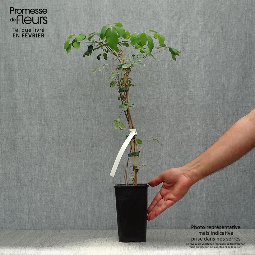 Ejemplar de Akebia pentaphylla - Akebi Maceta 1,5L/2L entregado en otoño