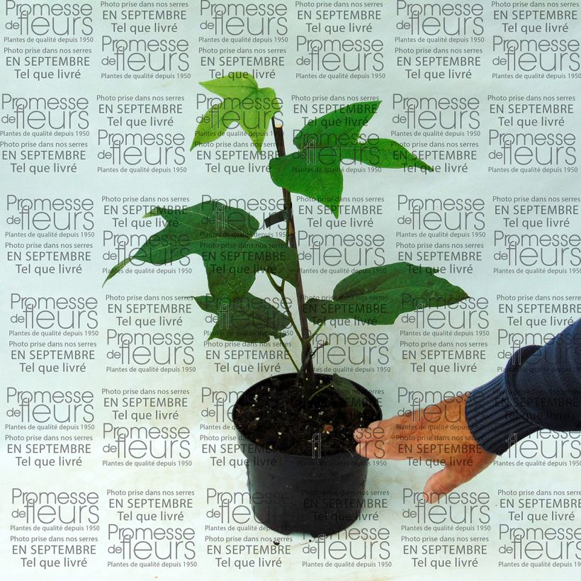 Ejemplo de ejemplar de Alangium platanifolium - Alangio Maceta 2L/3L tal y como se entrega