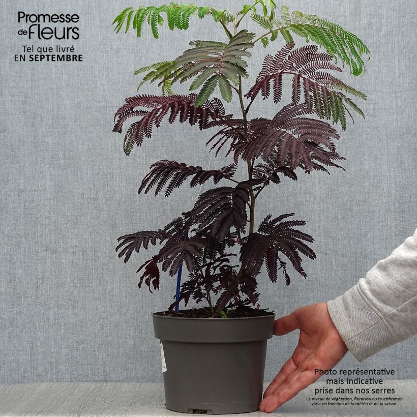 Ejemplar de Acacia de Constantinopla Summer Chocolate - Albizia Maceta 3L/4L entregado en otoño