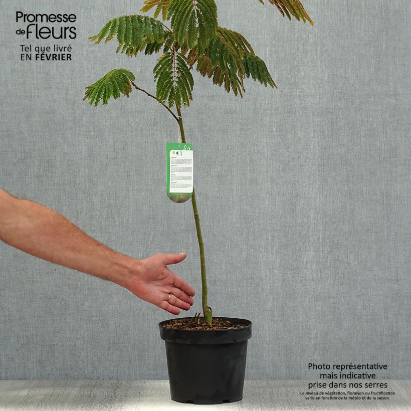 Ejemplar de Acacia de Constantinopla Evey's Pride - Albizia Maceta 4L/5L entregado en otoño