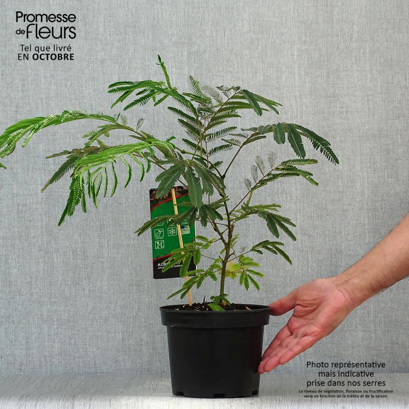 Ejemplar de Acacia de Constantinopla Ombrella - Albizia Maceta 3L/4L entregado en otoño
