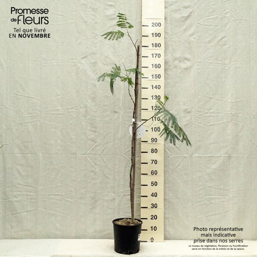 Ejemplar de Acacia de Constantinopla Ombrella - Albizia Maceta 6L/7L entregado en otoño