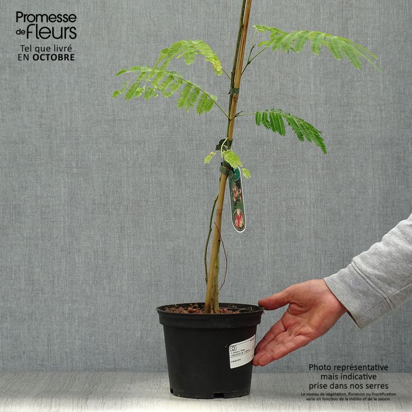 Ejemplar de Acacia de Constantinopla Rosea - Albizia Maceta 2L/3L entregado en otoño