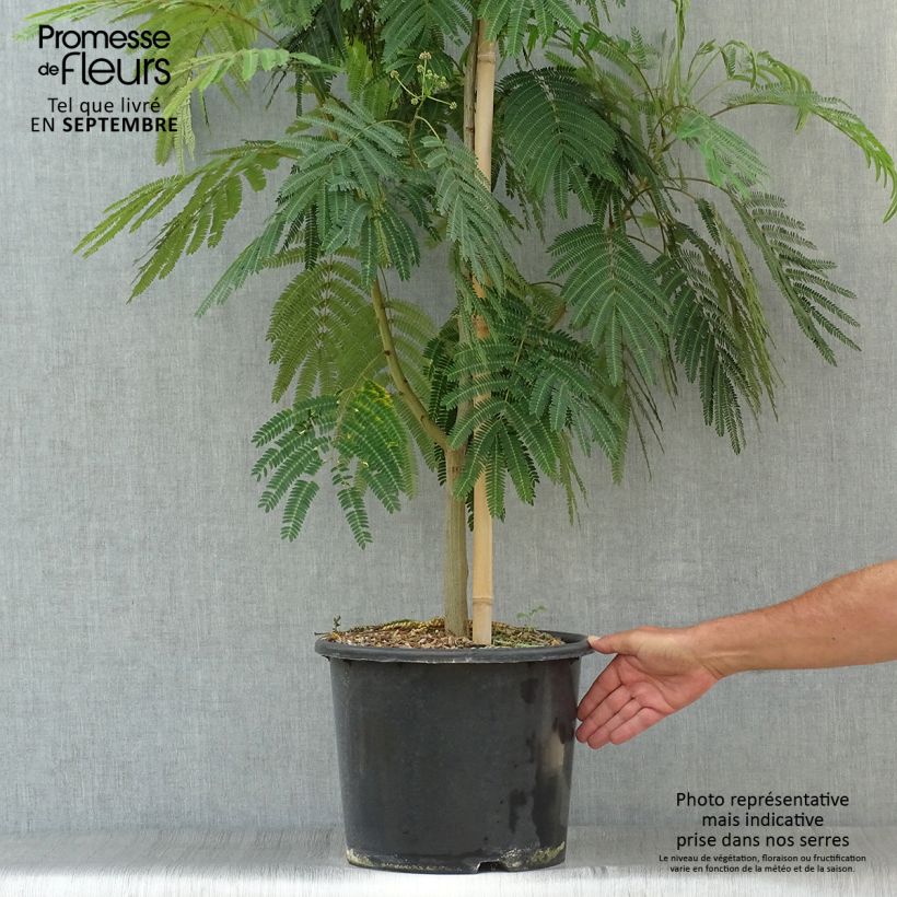 Ejemplar de Acacia de Constantinopla Rouge Selection - Albizia Maceta 12L/15L entregado en otoño