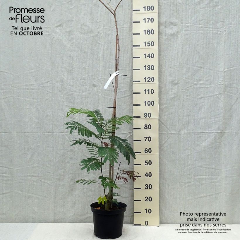 Ejemplar de Acacia de Constantinopla Summer Chocolate - Albizia Maceta 7,5L/10L entregado en otoño
