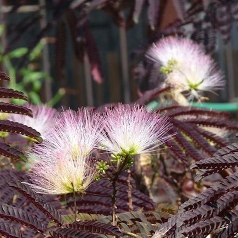 Acacia de Constantinopla Summer Chocolate - Albizia (Floración)