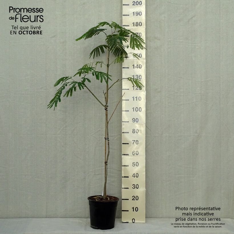 Ejemplar de Acacia de Constantinopla Tropical Dream - Albizia Maceta 7,5L/10L entregado en otoño