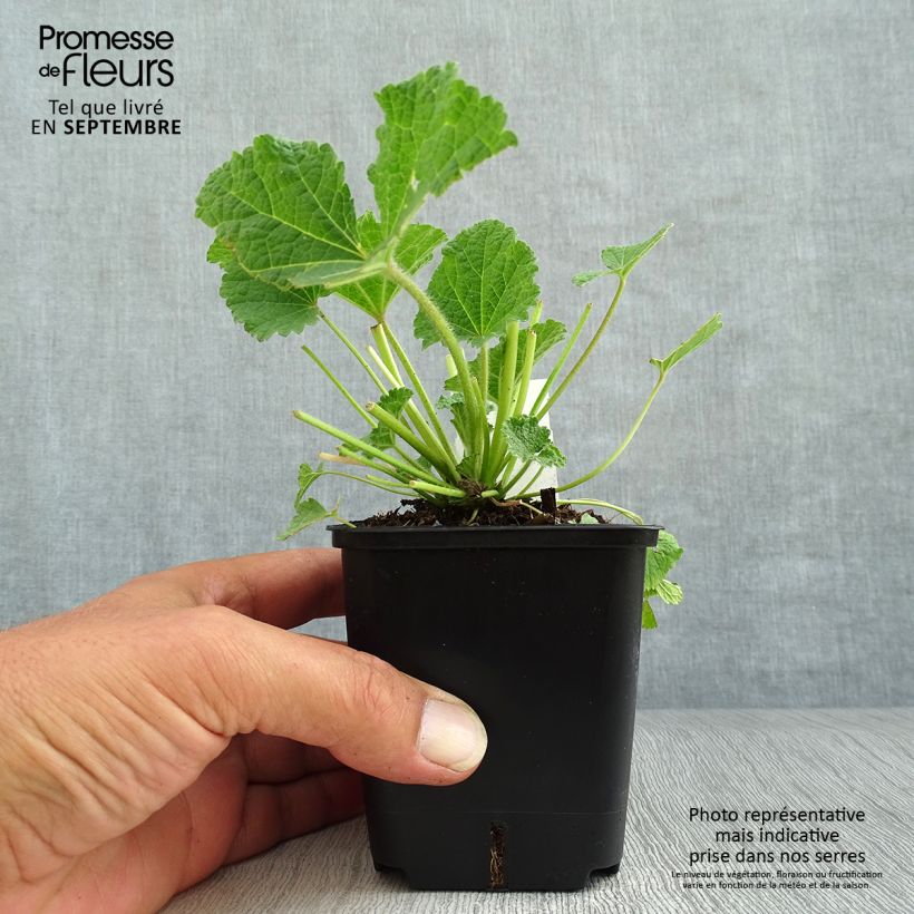 Ejemplar de Alcea ficifolia Las Vegas Maceta de 8/9 cm entregado en otoño