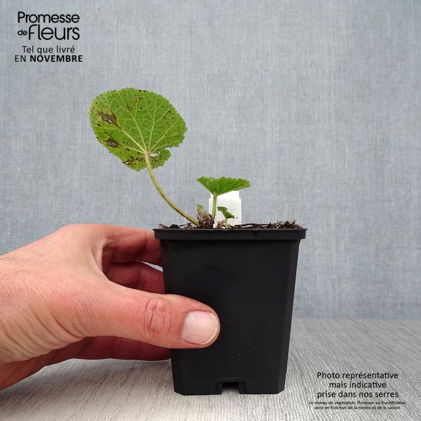 Ejemplar de Alcea ficifolia - Malva real Maceta de 8/9 cm entregado en otoño