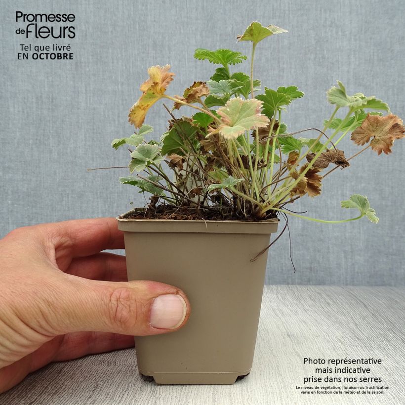 Ejemplar de Alchemilla caucasica - Alquemila Maceta de 8/9 cm entregado en otoño