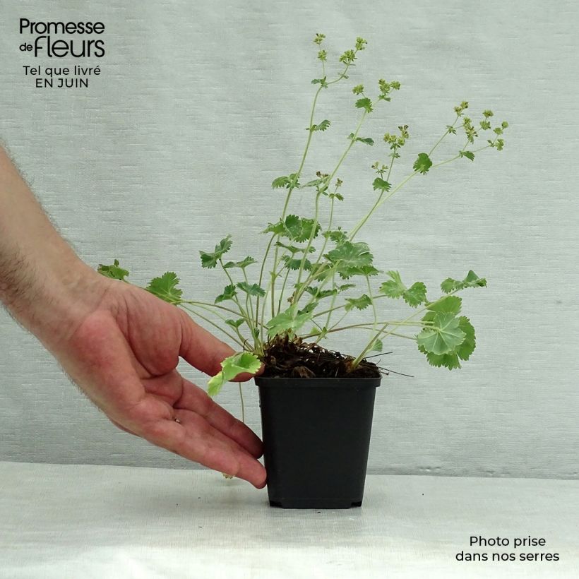 Ejemplar de Alchemilla caucasica - Alquemila Maceta de 8/9 cm entregado en verano