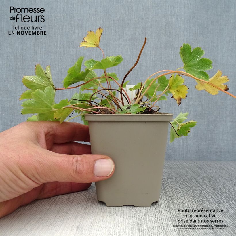 Ejemplar de Alchemilla sericata Gold Strike - Alquemila Maceta de 8/9 cm entregado en otoño