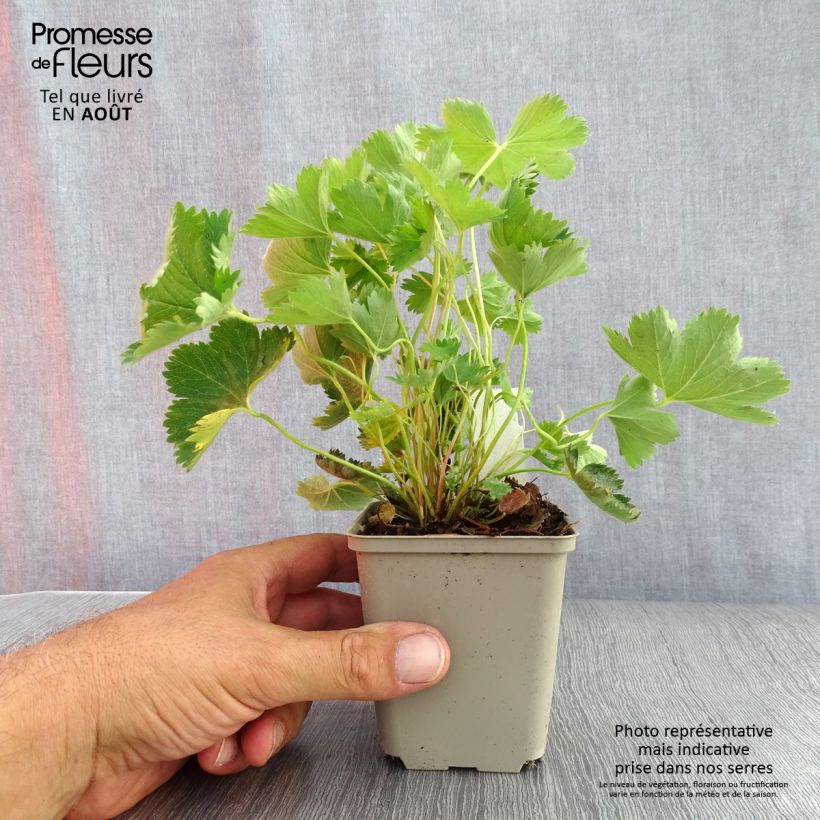 Ejemplar de Alchemilla sericata Gold Strike - Alquemila Maceta de 8/9 cm entregado en verano