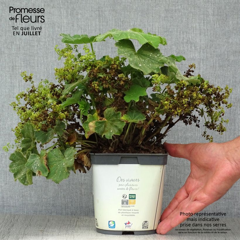 Ejemplar de Alchemilla mollis Thriller - Alquémila Maceta 2L/3L entregado en verano