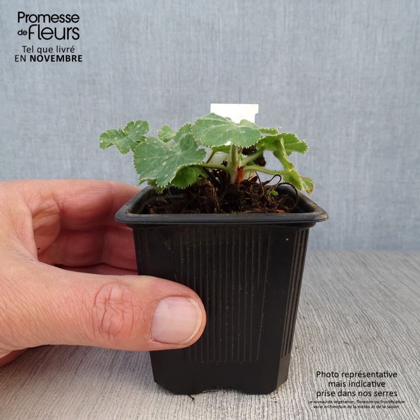 Ejemplar de Alchemilla mollis - Alquémila Maceta de 8/9 cm entregado en otoño