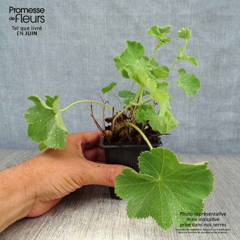 Ejemplar de Alchemilla mollis - Alquémila Maceta de 8/9 cm entregado en verano