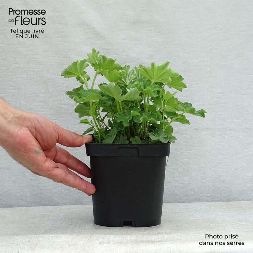 Ejemplar de Alchemilla mollis - Alquémila Maceta 2L/3L entregado en verano