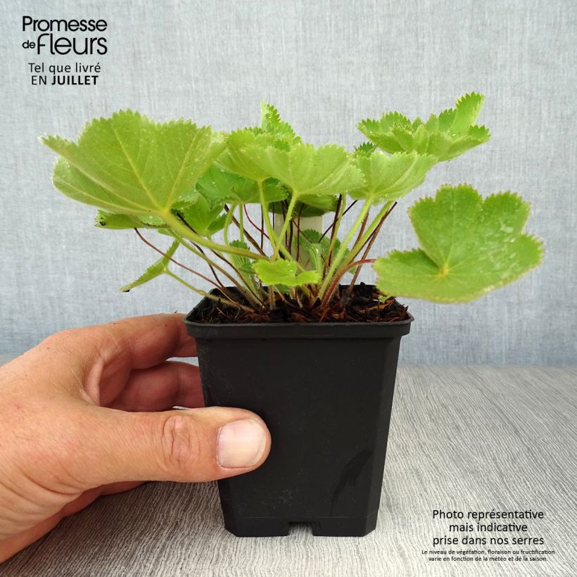 Ejemplar de Alchemilla vulgaris - Manto de la Dama Maceta de 8/9 cm entregado en verano