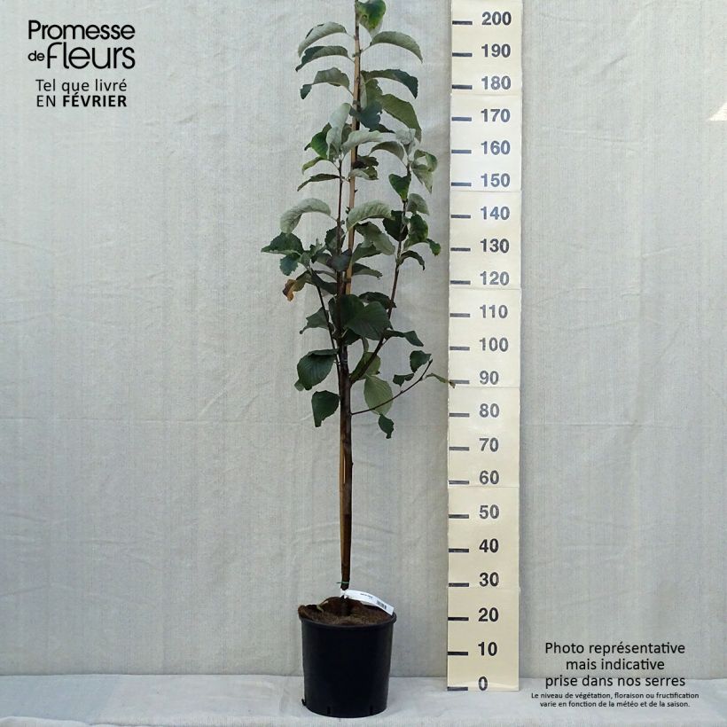 Ejemplar de Sorbus aria Lutescens - Serbal morisco Maceta 12L/15L entregado en otoño