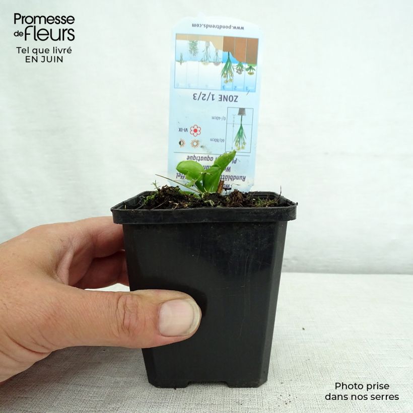 Ejemplar de Alisma parviflora - Llanten de agua Maceta de 8/9 cm entregado en verano