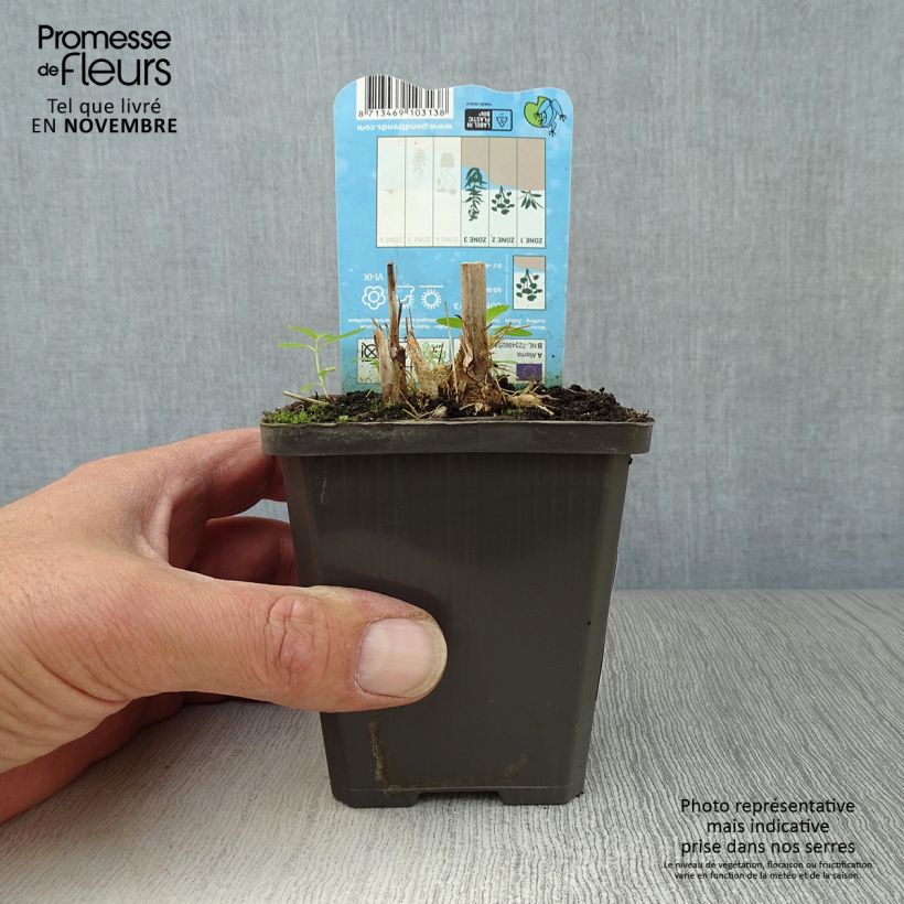 Ejemplar de Alisma parviflora - Llanten de agua Maceta de 8/9 cm entregado en otoño