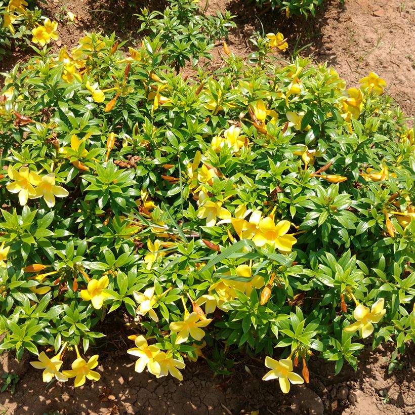 Allamanda cathartica (Porte)