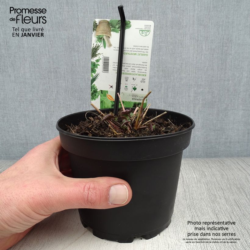 Aliaria - Alliaria petiolata Maceta 1,5L/2L Ejemplar entregado en invierno