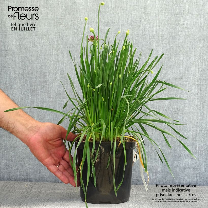 Ejemplar de Allium Millenium - Ajo decorativo Maceta 2L/3L entregado en verano