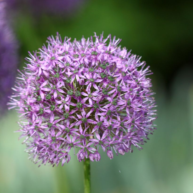 Ajo ornamental - Allium Statos (Floración)