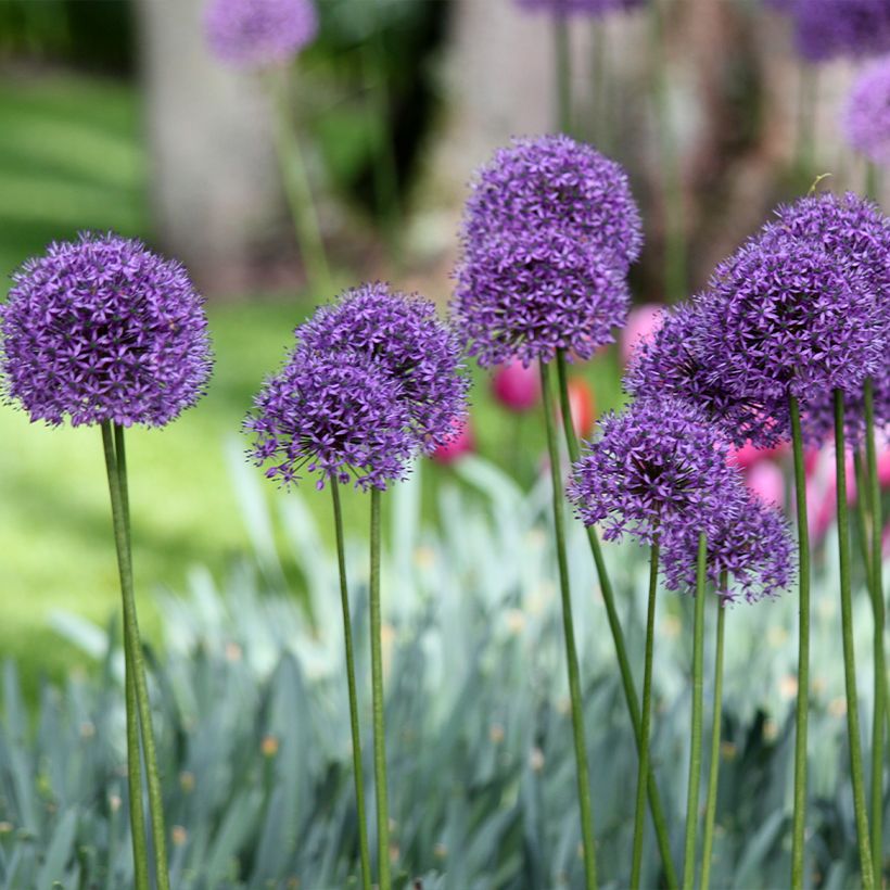 Ajo ornamental - Allium Statos (Porte)