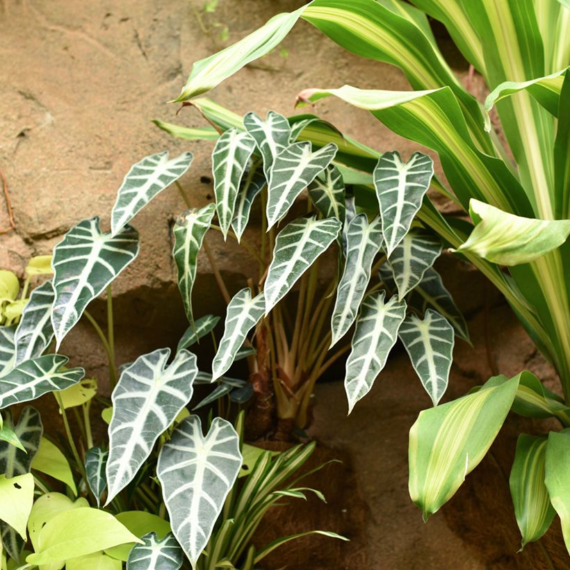 Alocasia Bambino - Oreja de elefantephante (Porte)