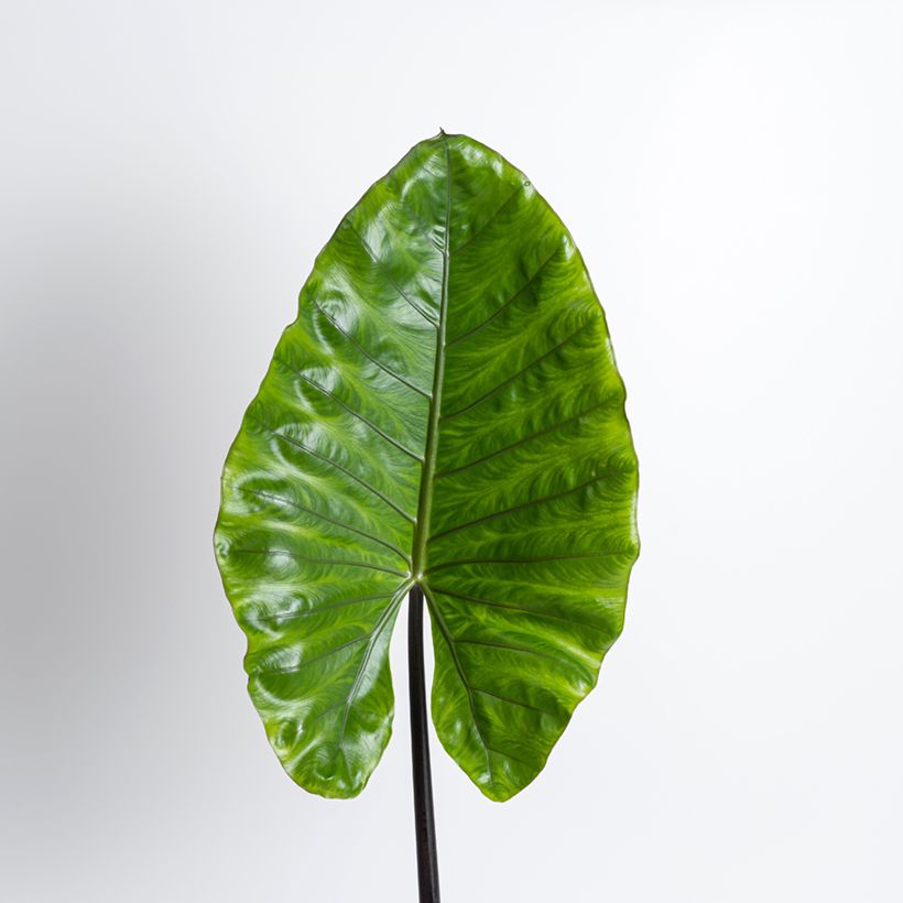 Alocasia Black Stem - Oreja de elefantephante (Follaje)