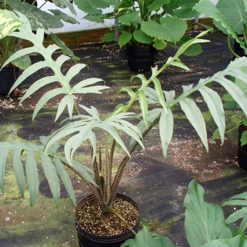 Alocasia brancifolia - Oreja de elefantephante (Porte)