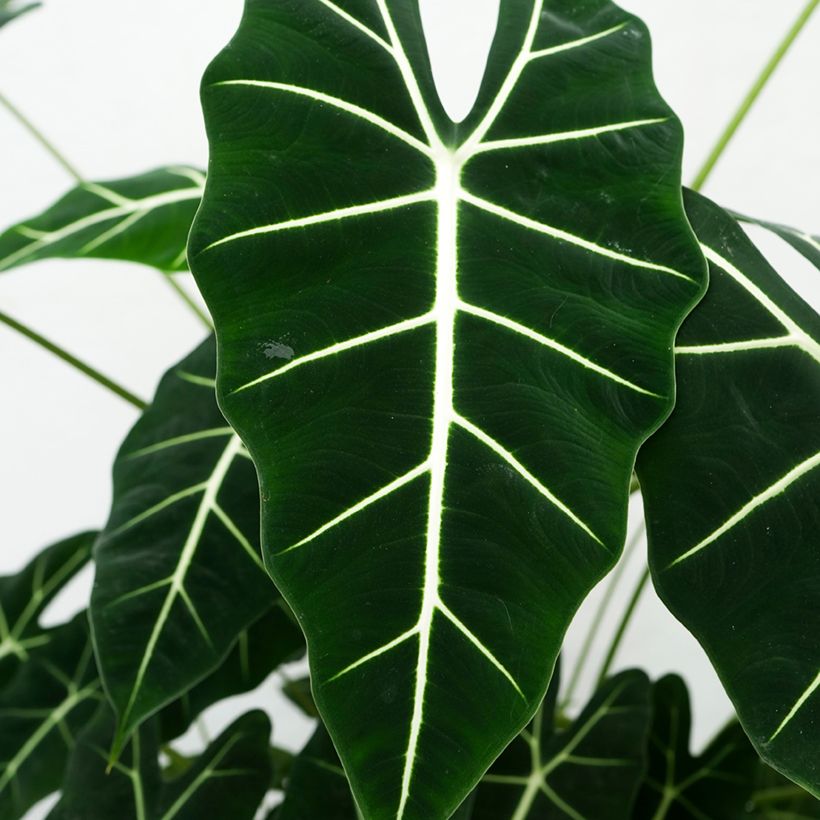 Alocasia Frydek - Oreja de elefantephante (Follaje)