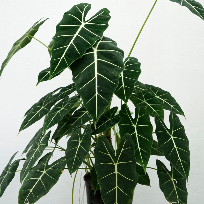 Alocasia Frydek - Oreja de elefantephante (Porte)