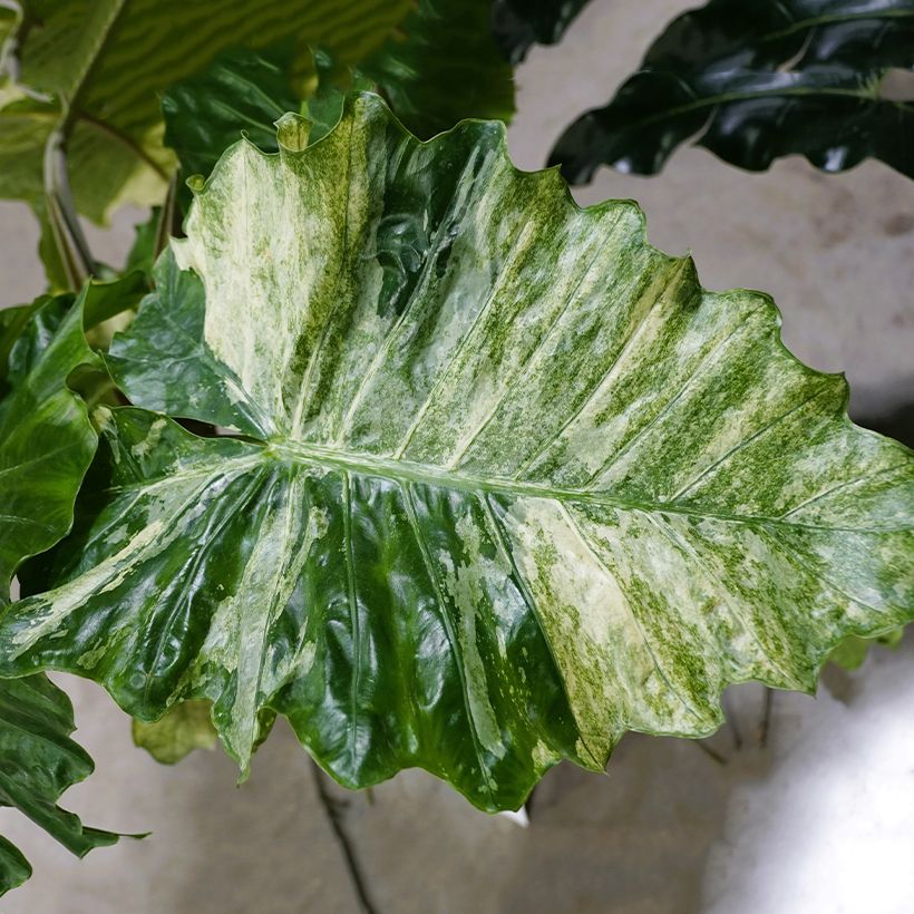 Alocasia Hualong - Oreja de elefante (Follaje)