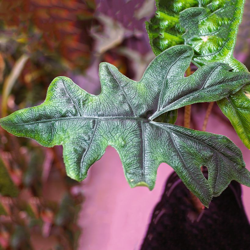 Alocasia Jacklyn - Oreja de elefantephante (Follaje)