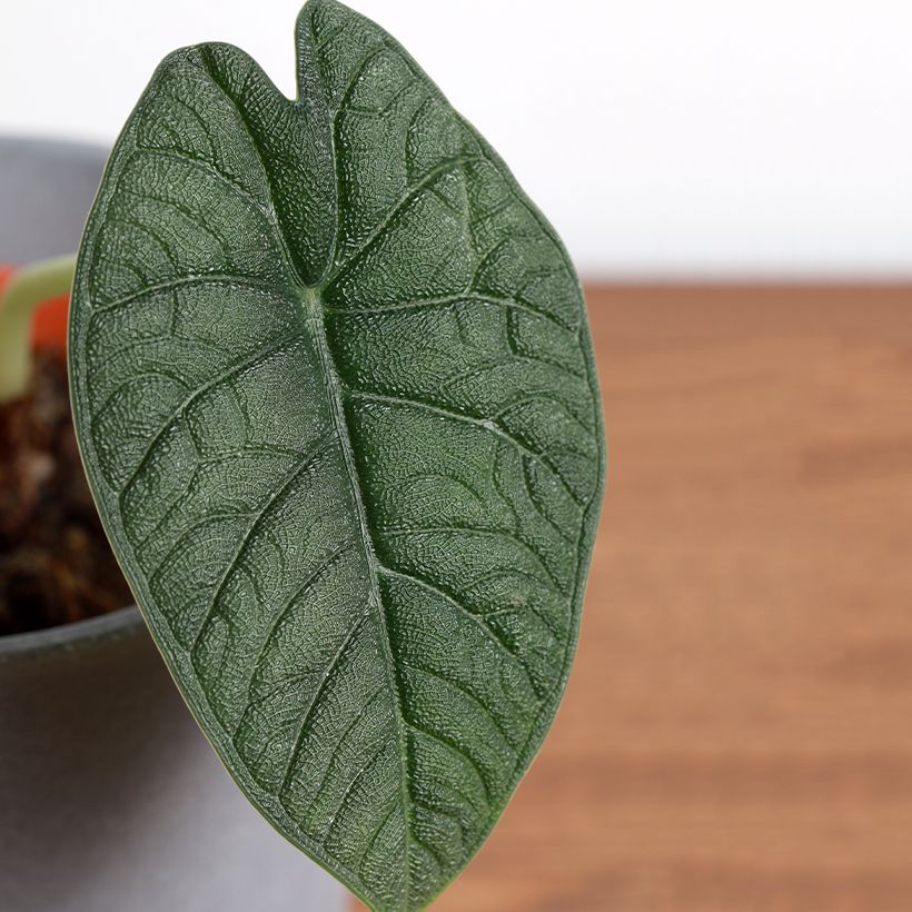 Alocasia melo - Oreja de elefante (Follaje)