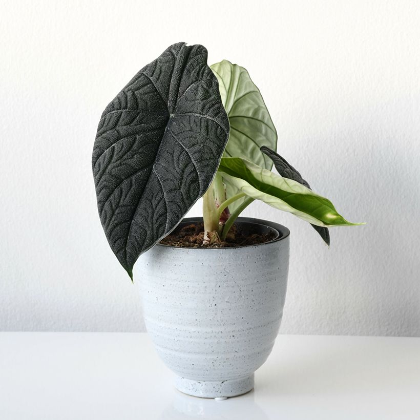 Alocasia melo - Oreja de elefante (Porte)