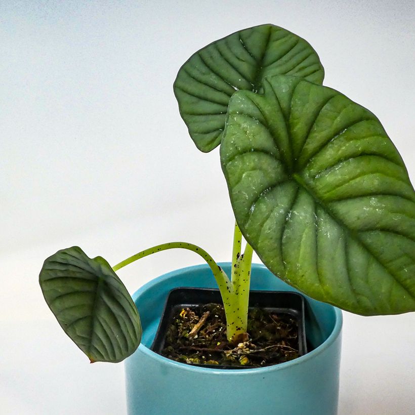 Alocasia nebula - Oreja de elefante (Follaje)
