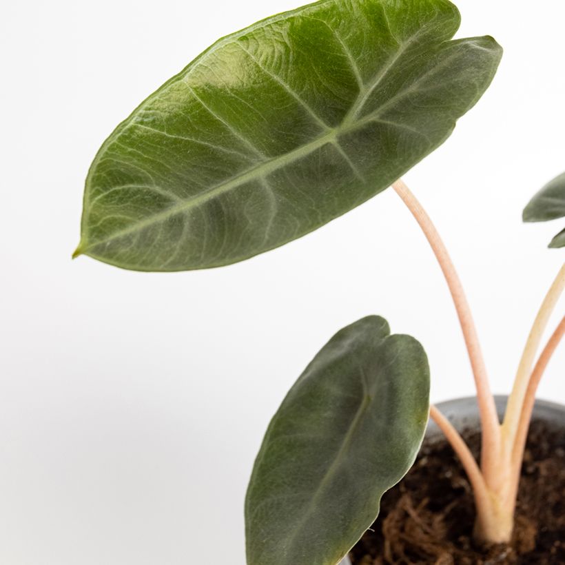 Alocasia Pink Dragon - Oreja de elefantephante (Follaje)