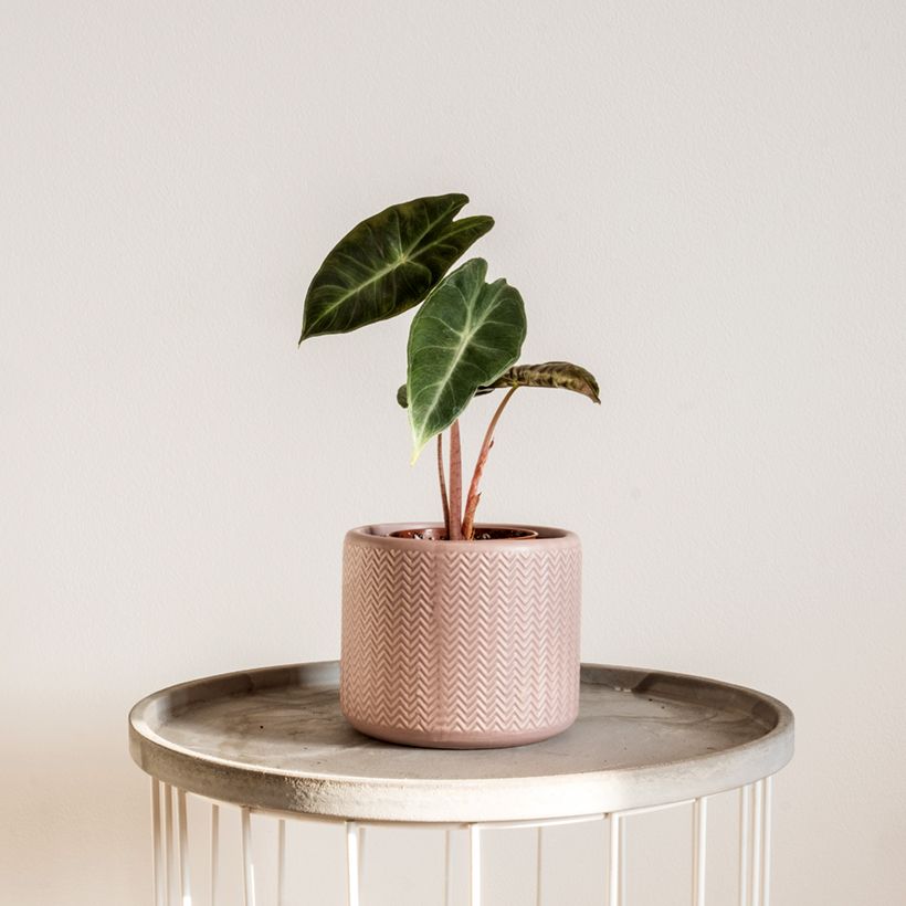 Alocasia Pink Dragon - Oreja de elefantephante (Porte)