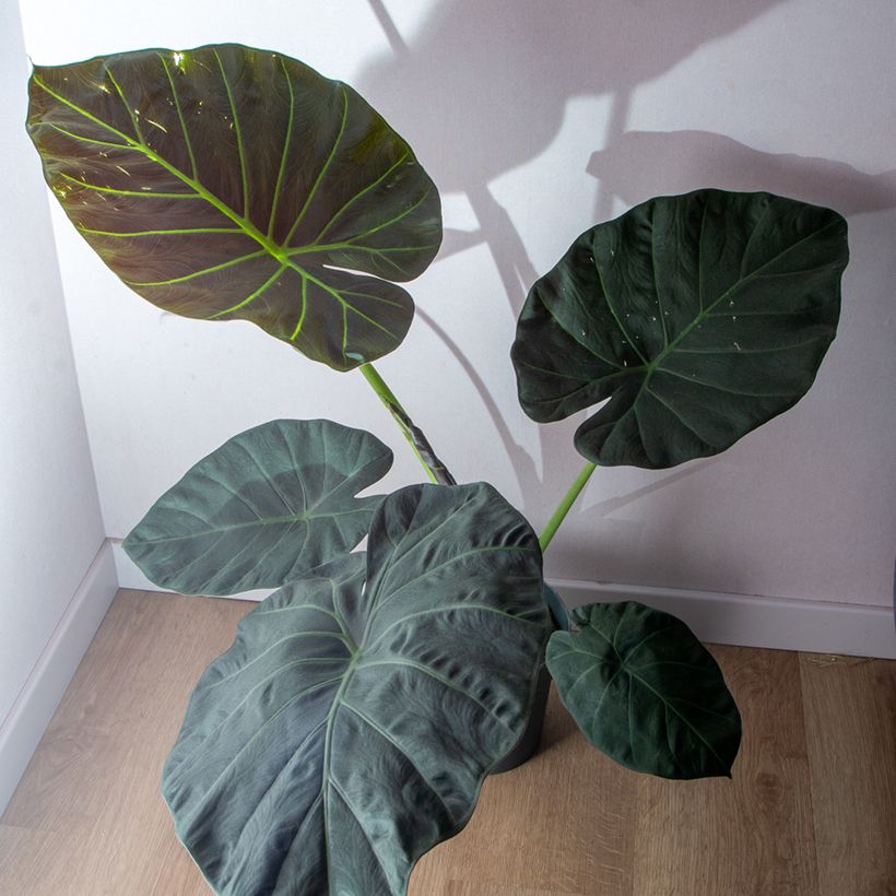 Alocasia Regal Shields - Oreja de elefantephante (Porte)