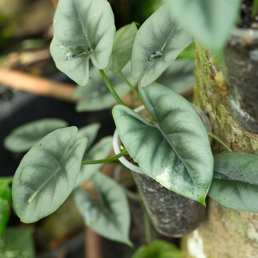 Alocasia reversa - Oreja de elefantephante (Follaje)