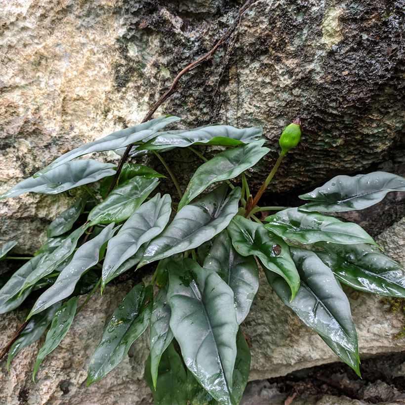 Alocasia reversa - Oreja de elefantephante (Porte)