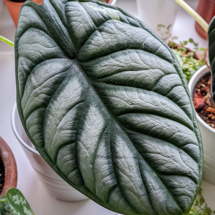 Alocasia Silver Dragon - Oreja de elefantephante (Follaje)