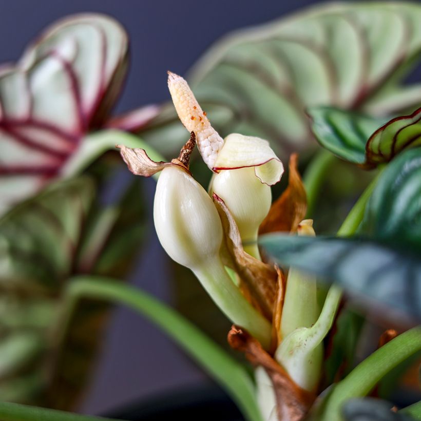 Alocasia Silver Dragon - Oreja de elefantephante (Floración)